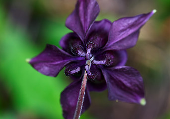 Image showing Aquilegia flower.