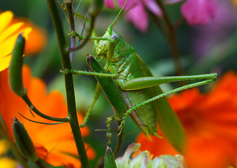 Image showing Grasshopper