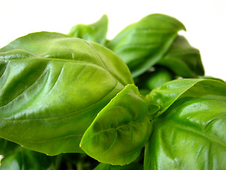Image showing close-up of basil leafs