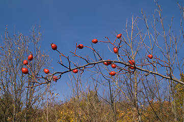 Image showing Branch of wild rose