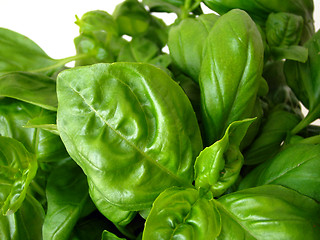 Image showing close-up of basil leafs