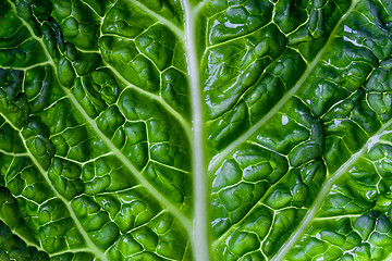 Image showing savoy cabbage leaf 