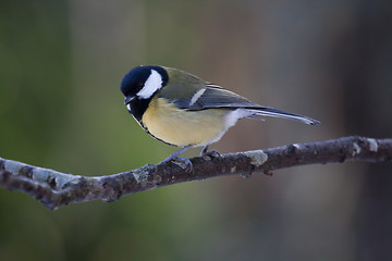 Image showing Great tit