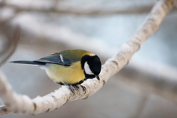 Image showing Great tit