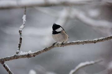 Image showing Coal tit