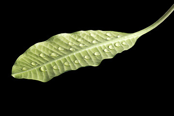 Image showing Green leaves