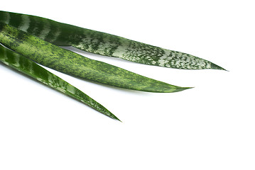 Image showing Green leaves