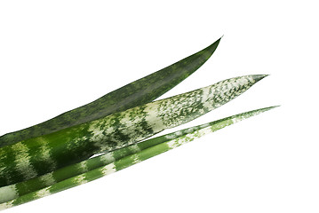 Image showing Green leaves