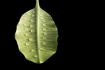 Image showing Green leaves