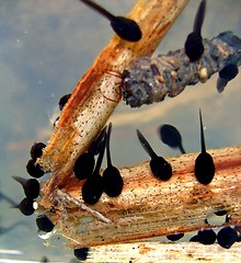 Image showing Tadpoles in the pond