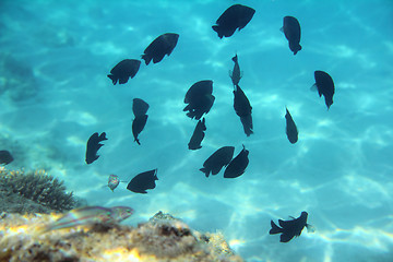 Image showing tropical fish swim among coral