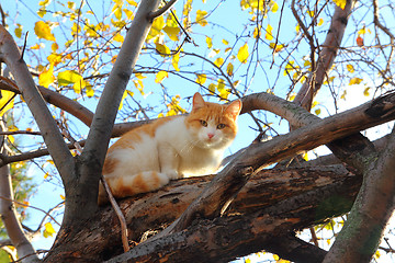 Image showing cat on autumn tree