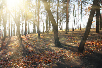 Image showing sunbrams between bare trees