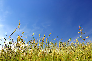 Image showing green grass under sky