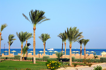 Image showing palm trees on beach