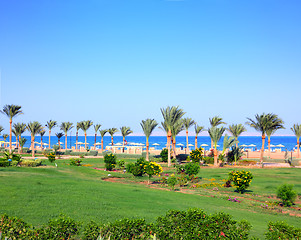 Image showing green lawn and palm trees on beach