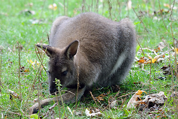 Image showing Kangaroo