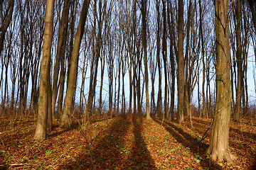 Image showing Autumn hornbeam forest