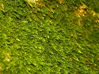 Image showing The moss growing on limestone rocks