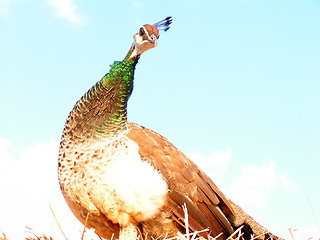 Image showing Peafowl 2