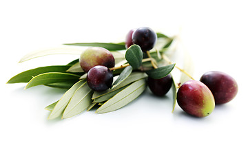 Image showing olive branch