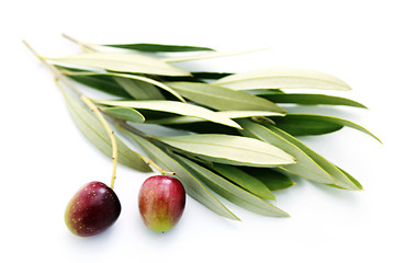 Image showing olive branch