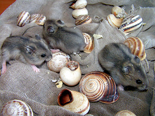 Image showing Mouses