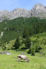 Image showing Cows in Alps