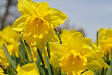 Image showing Daffodils