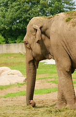 Image showing Elephant