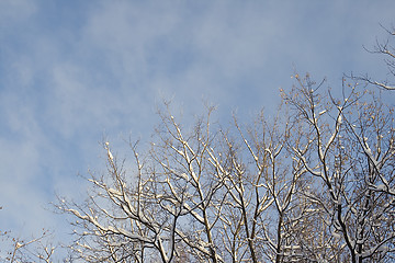 Image showing Winter tree