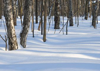 Image showing Winter forest