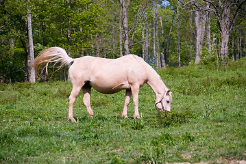 Image showing Horse in the Pasture