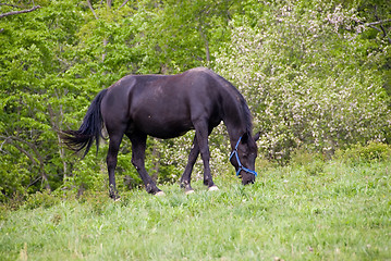 Image showing Horse