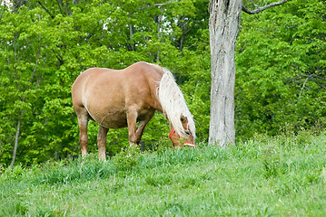 Image showing Horse