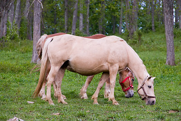 Image showing Horses