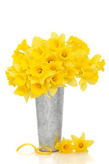 Image showing Daffodil Flower Beauty