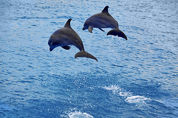 Image showing Dolphins jumping