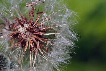 Image showing Dandelion