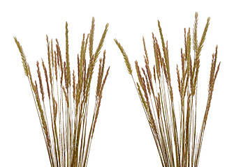 Image showing Beach grass (Ammophila arenaria)