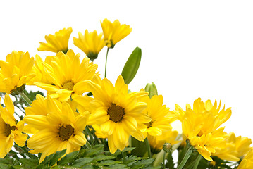 Image showing Detail of yellow daisy flowers 