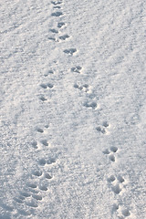 Image showing Traces of animals in the fresh snow