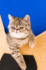 Image showing kitten