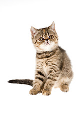 Image showing kitten