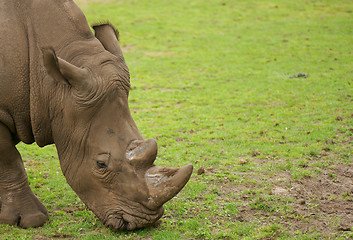 Image showing Rhino