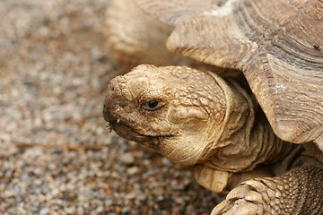 Image showing Turtle headshot