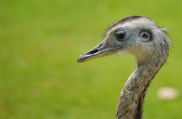 Image showing Ostrich headshot