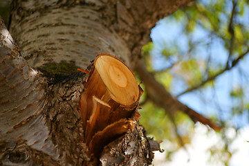 Image showing Sawn branch