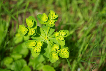 Image showing Sun spurge