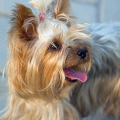 Image showing Portrait of Yorkshire Terrier